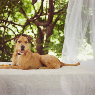 The Art of Elevating Pet Businesses with Modern Petography Canvases