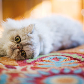 Choosing the Perfect Petography Canvas for Your Pet Business