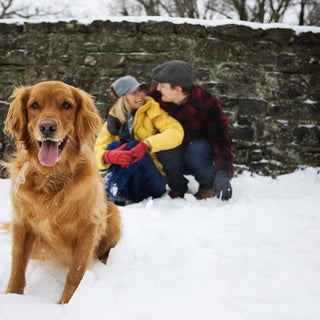 Creating a Stress-Free Holiday Season for Pets and Their Owners