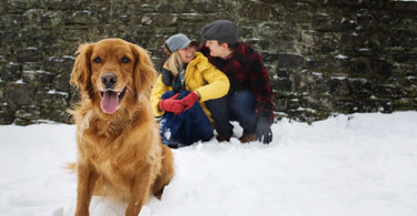 Creating a Stress-Free Holiday Season for Pets and Their Owners