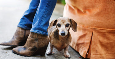 How to Create Engaging Content for Your Pet Business