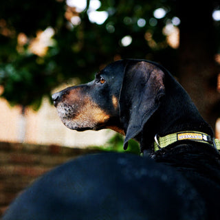 Why Pet Photography is the Perfect Thanksgiving Touch for Your Clinic